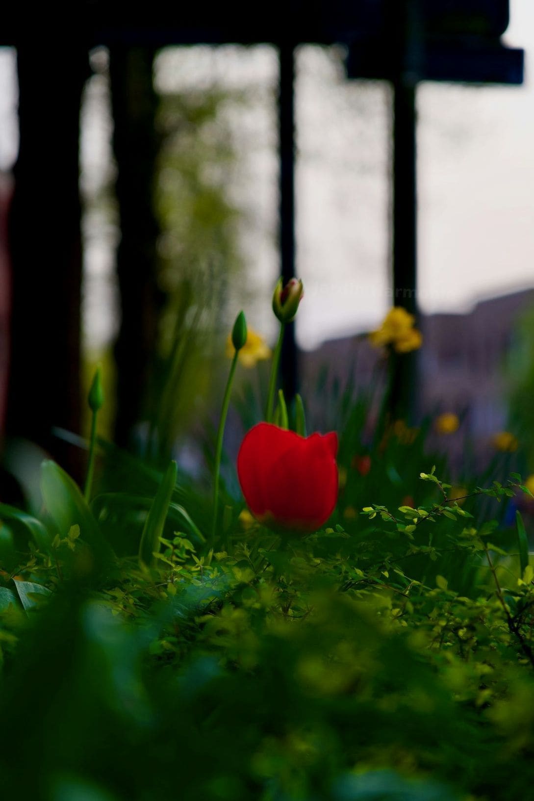 Jardin Harmonie 12