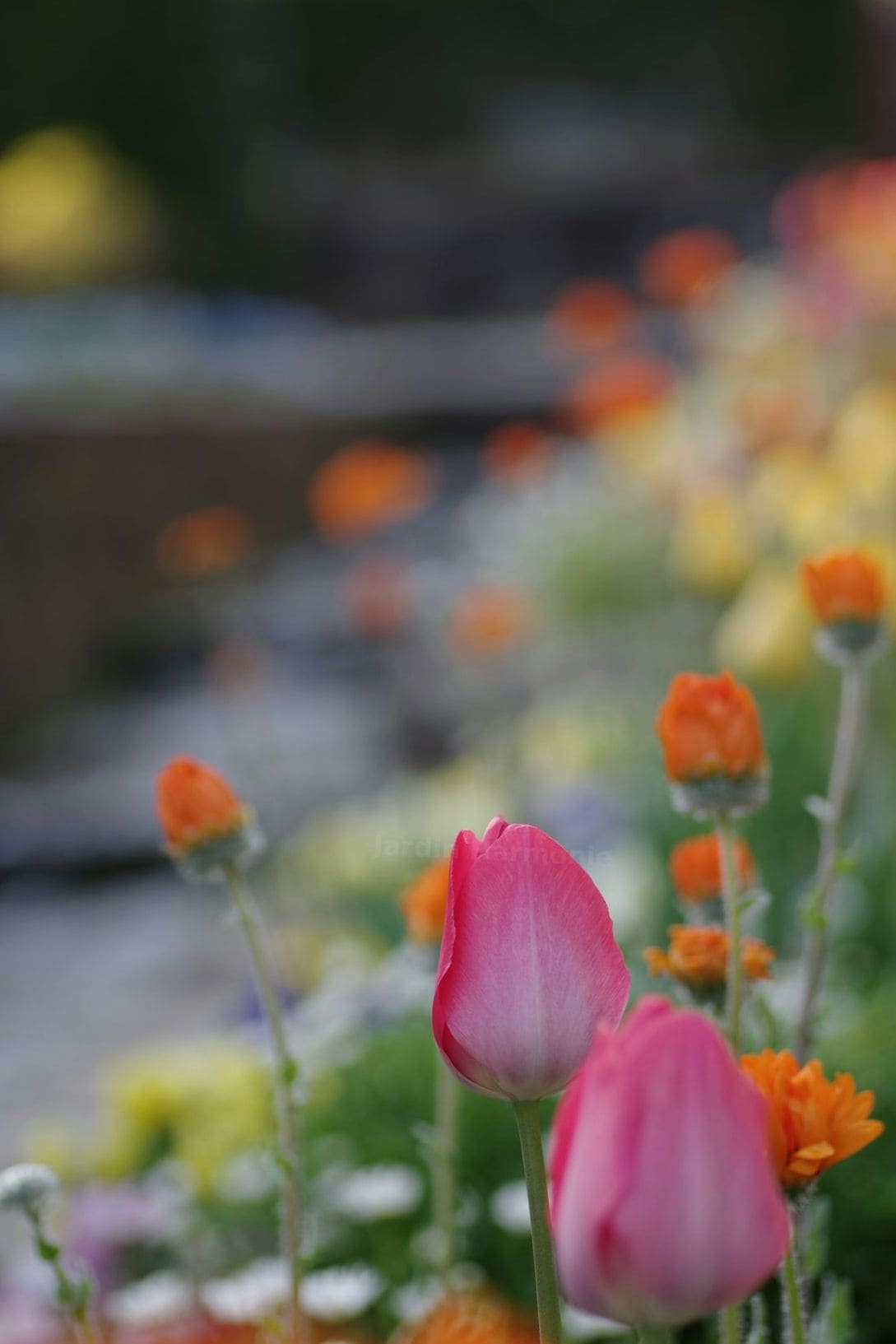 Jardin Harmonie 5